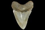 Fossil Megalodon Tooth - Polished Blade #130710-2